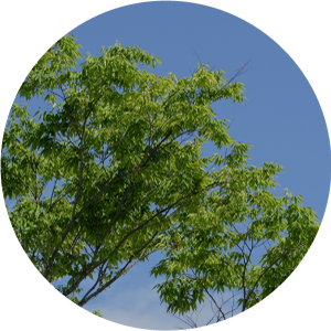 施工内容　植樹