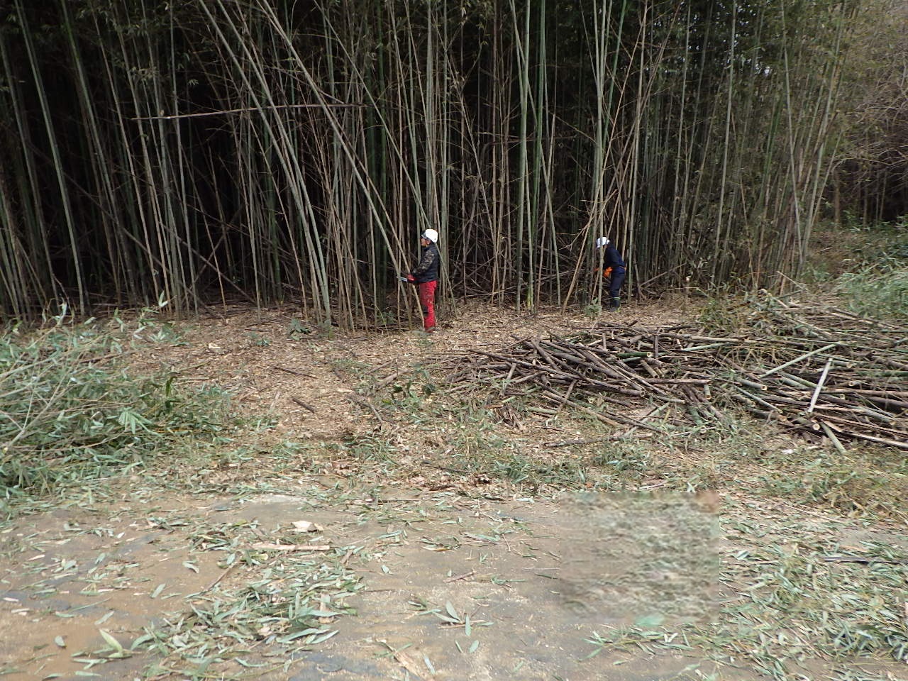 竹伐採