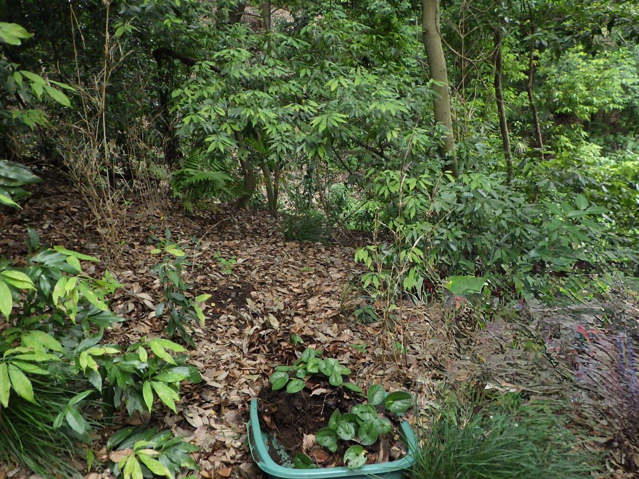 植え付け作業前